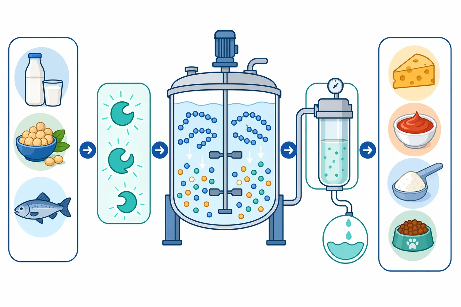 Protein hydrolysis typically progresses from protein opening by endoproteases to peptide finishing by aminopeptidase and optional final dipeptide breakdown.