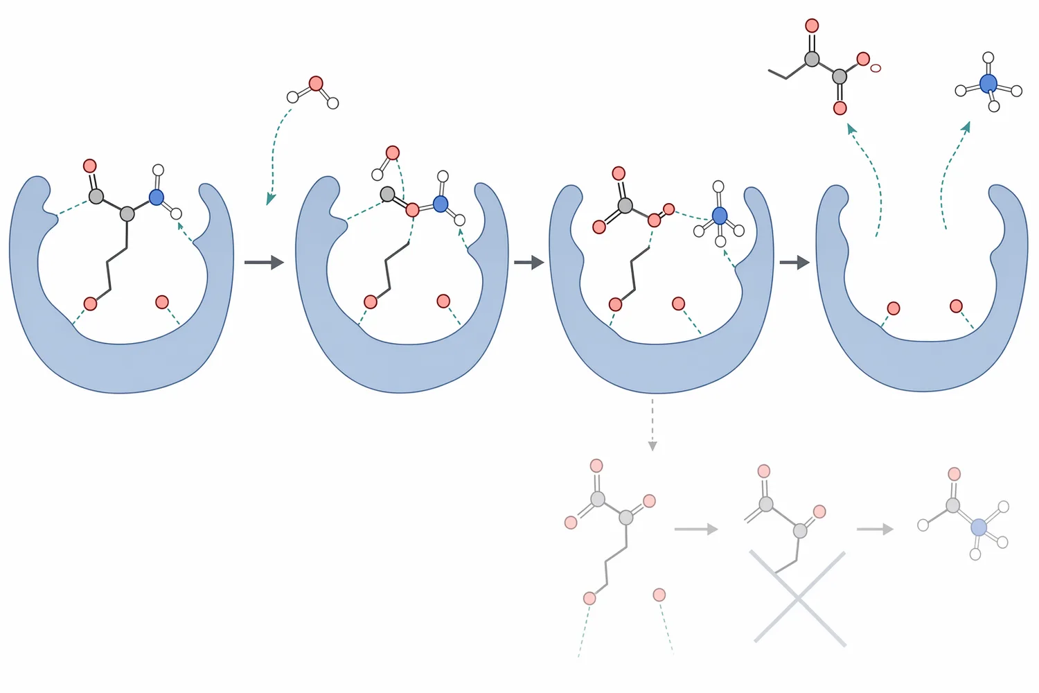 Asparaginase hydrolyzes free L-asparagine with water to form L-aspartate and ammonia, reducing a key precursor for acrylamide formation.
