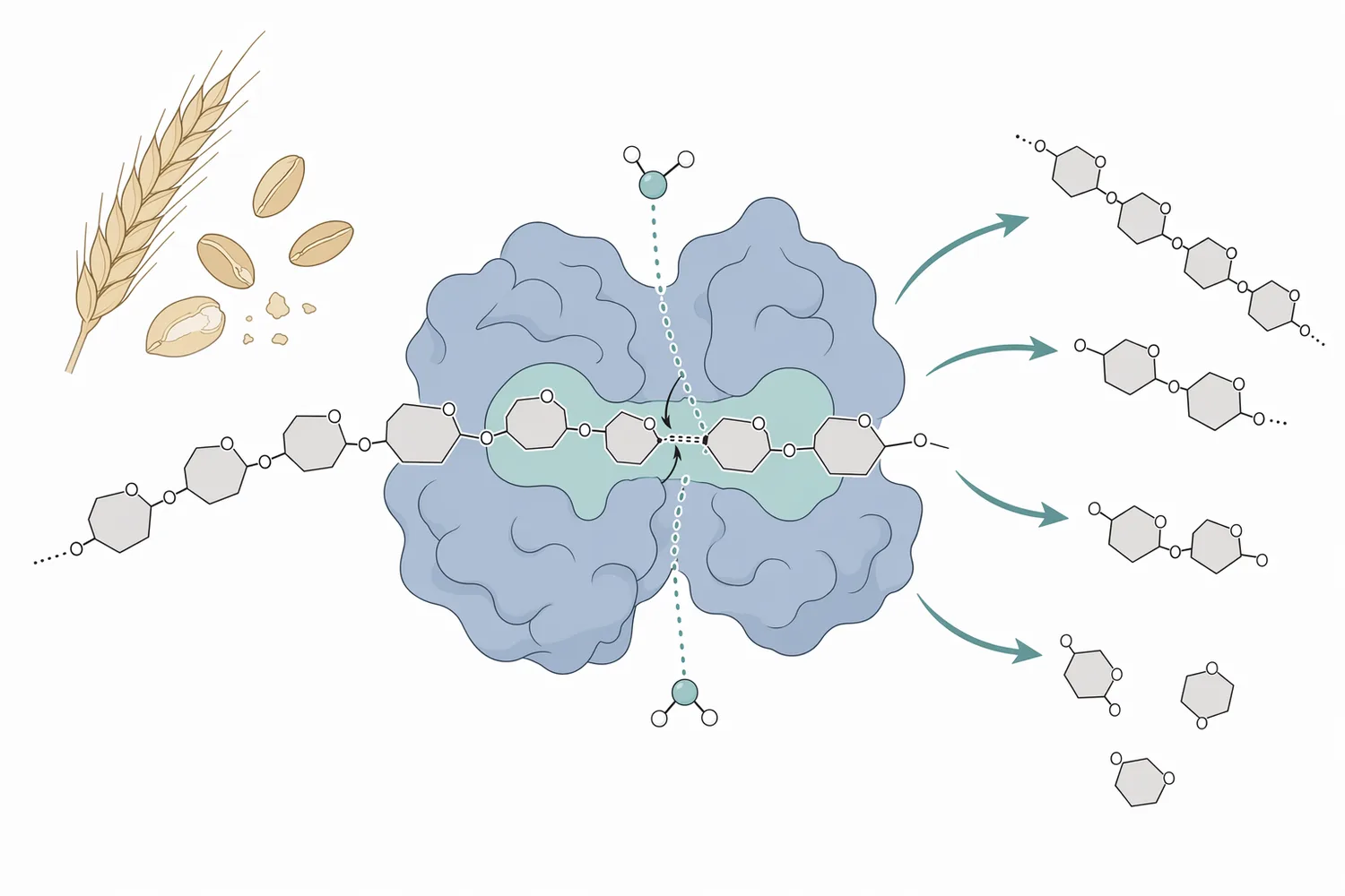 Alpha-amylase acts inside starch chains by hydrolyzing alpha-1,4 linkages to form shorter dextrins and soluble carbohydrate fragments.