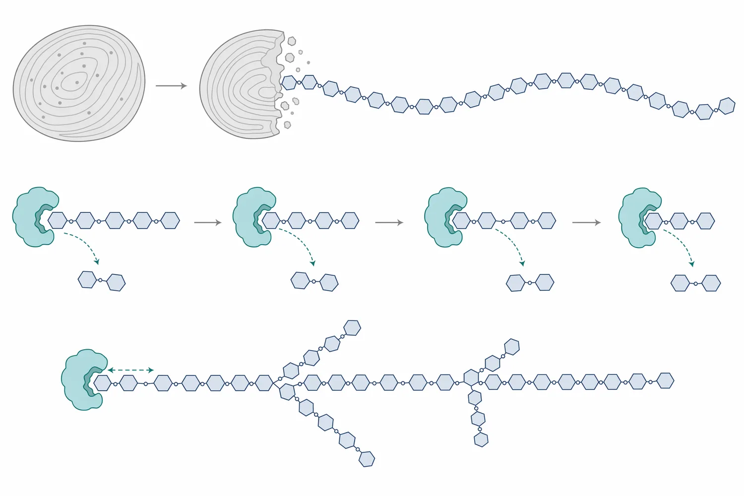 Beta-amylase releases maltose stepwise from accessible non-reducing ends of α-1,4-linked starch chains.