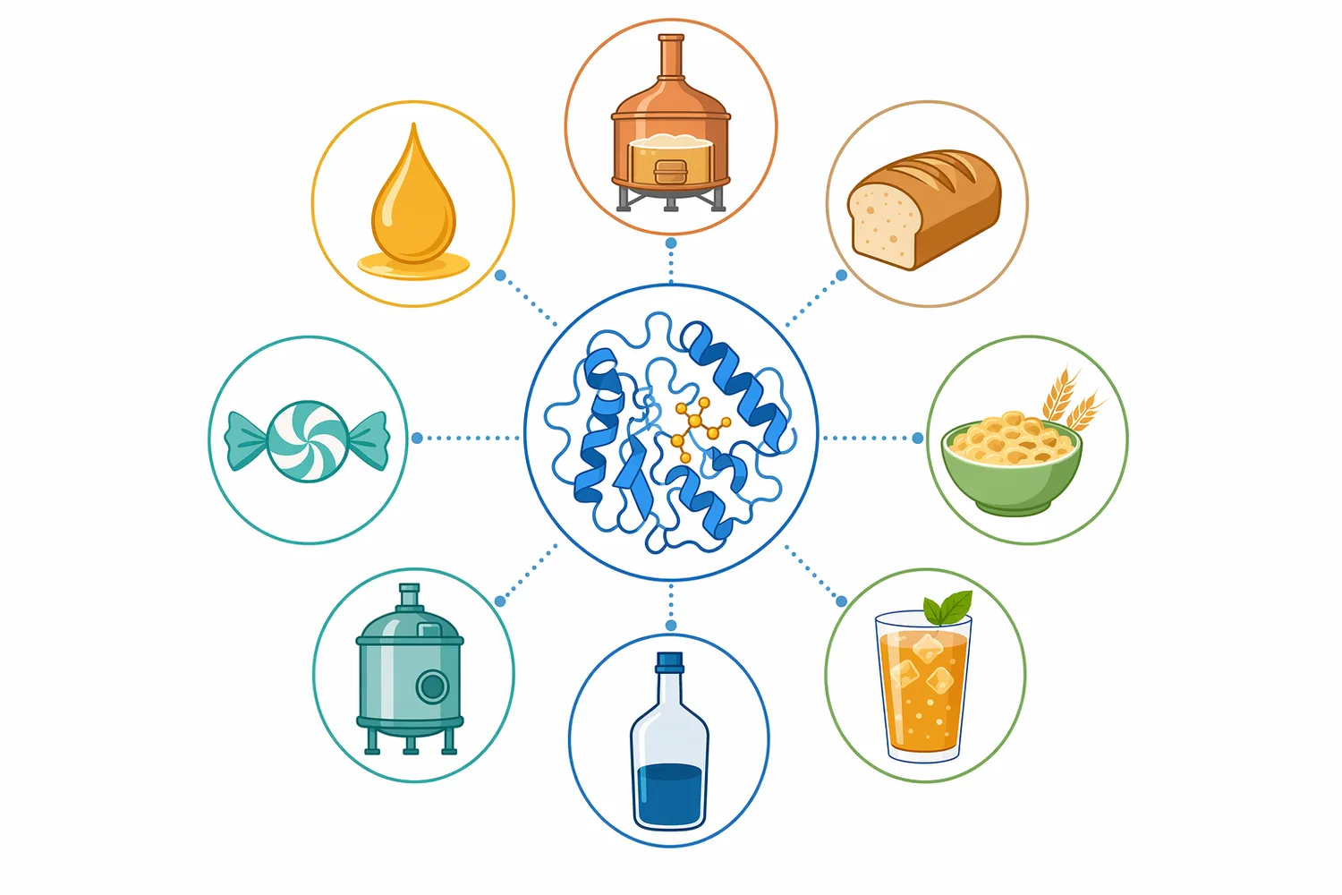 Beta-amylase is used where maltose-rich sugar streams are desired, including brewing, distilling, cereal fermentation, and high-maltose syrup production.