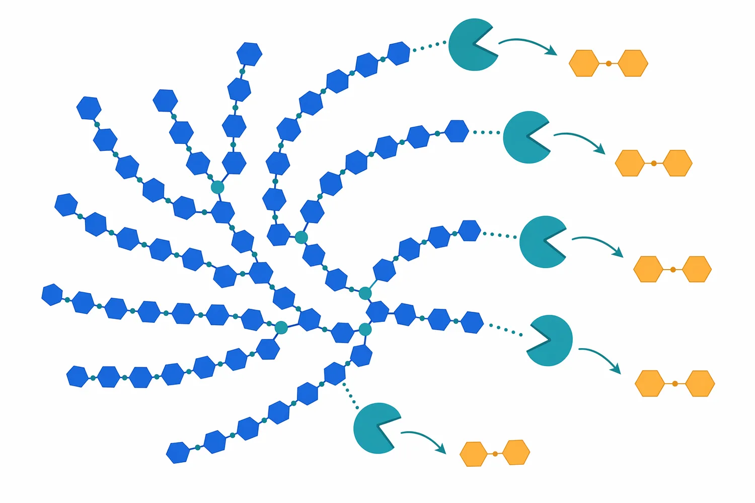 Amylopectin branch points limit beta-amylase progression and leave beta-limit dextrins.