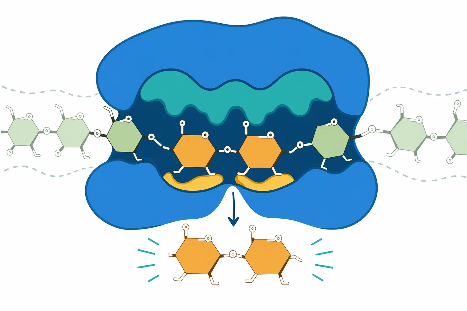 Beta-amylase maltose selectivity comes from active-site geometry that aligns a chain end for two-glucose release.