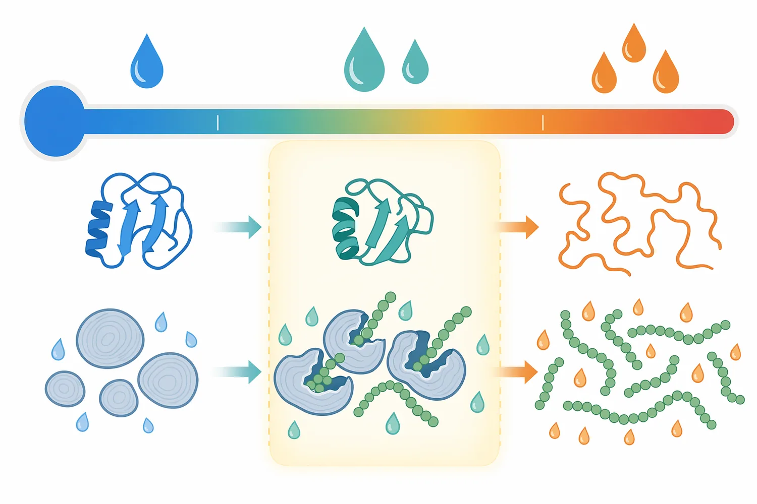 Effective beta-amylase use depends on the overlap between starch accessibility and enzyme structural stability.
