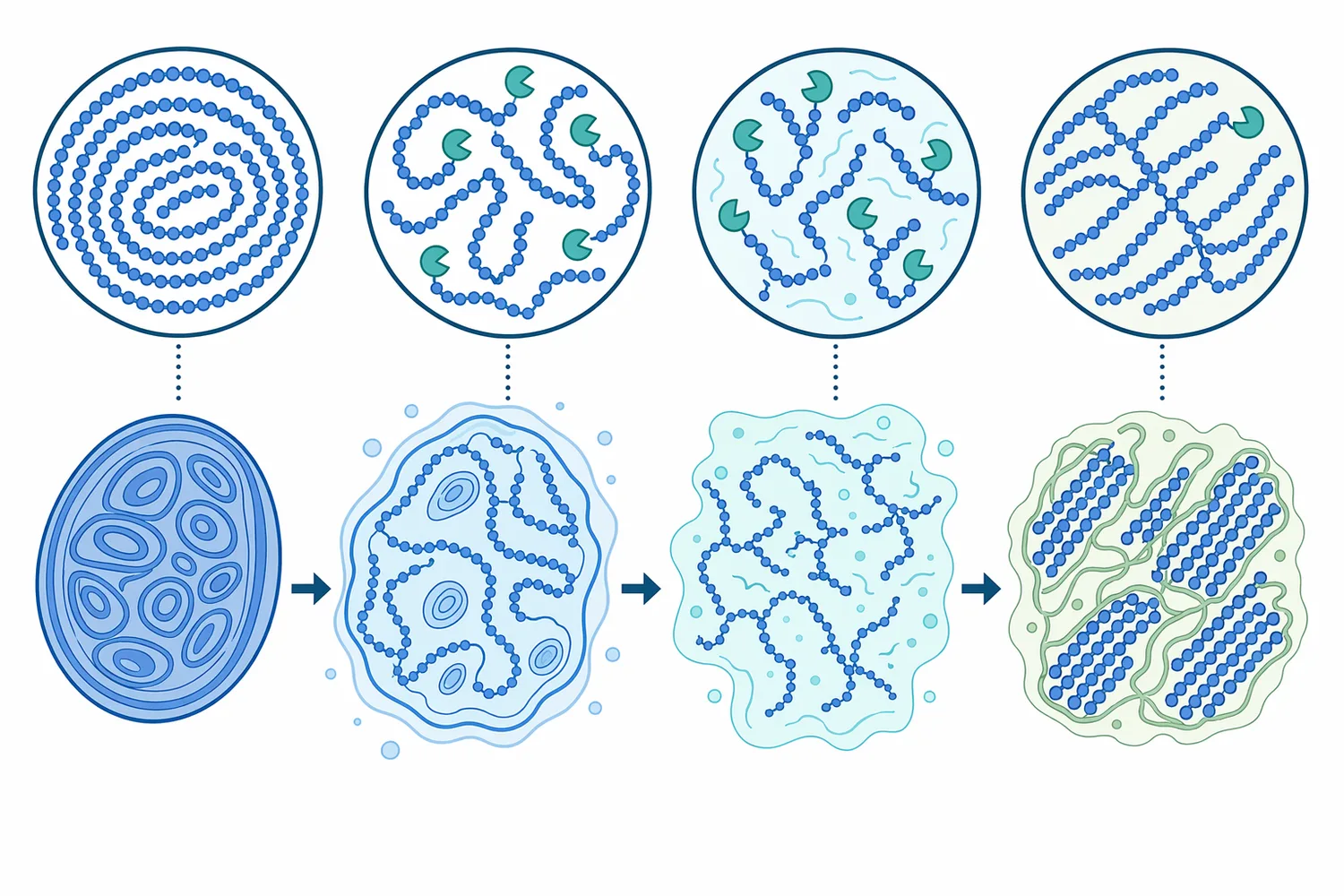 Processing history controls how many starch chain ends beta-amylase can physically access.