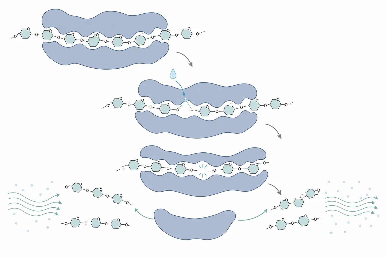 Beta-glucanase hydrolyzes cereal cell-wall beta-glucans rather than starch, so its main brewing effect is viscosity and separation control.