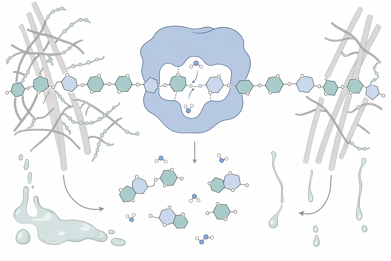 Beta-glucanase hydrolyzes beta-glucan polysaccharides into shorter oligosaccharides, reducing cereal cell-wall viscosity.