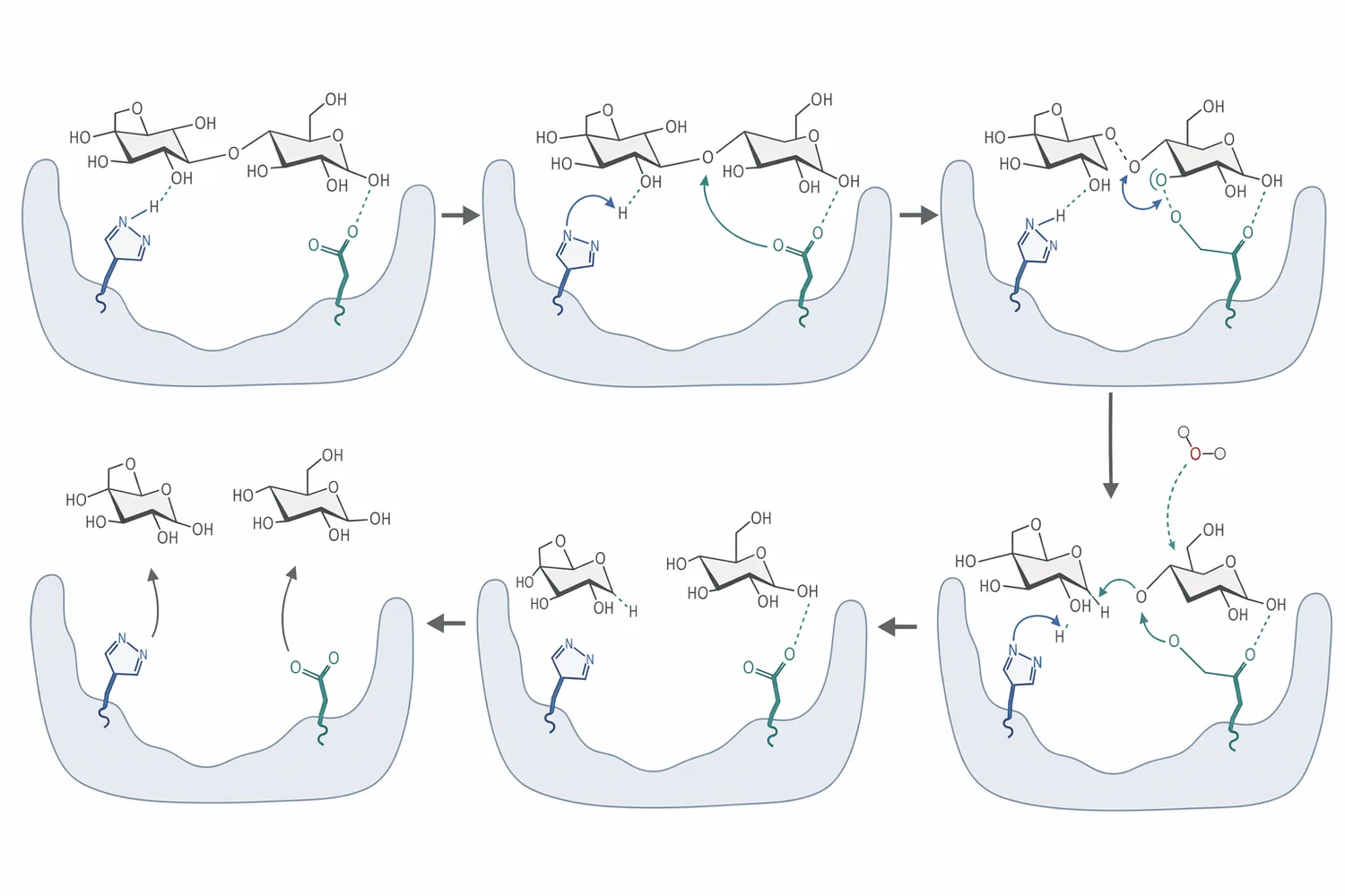 Beta-glucosidase hydrolyzes terminal beta-glucosidic bonds to release glucose and remove cellobiose inhibition in biomass saccharification.