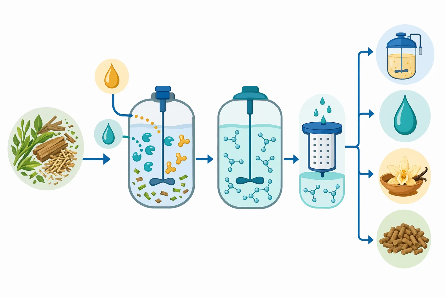 In industrial use, beta-glucosidase is commonly added during enzymatic hydrolysis to convert cellobiose and glycosides into fermentable glucose and active aglycones.