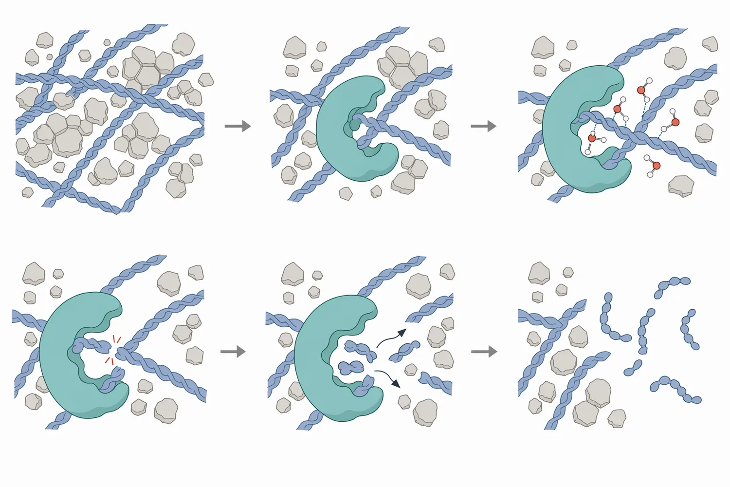 Protease hydrolysis cleaves peptide bonds in bone-associated proteins, reducing large collagen structures into shorter soluble peptides.