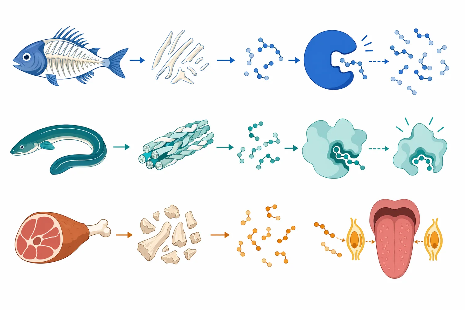 Bone-derived substrates from fish, eel, and pork have been studied as sources of enzymatically generated functional or sensory peptides.