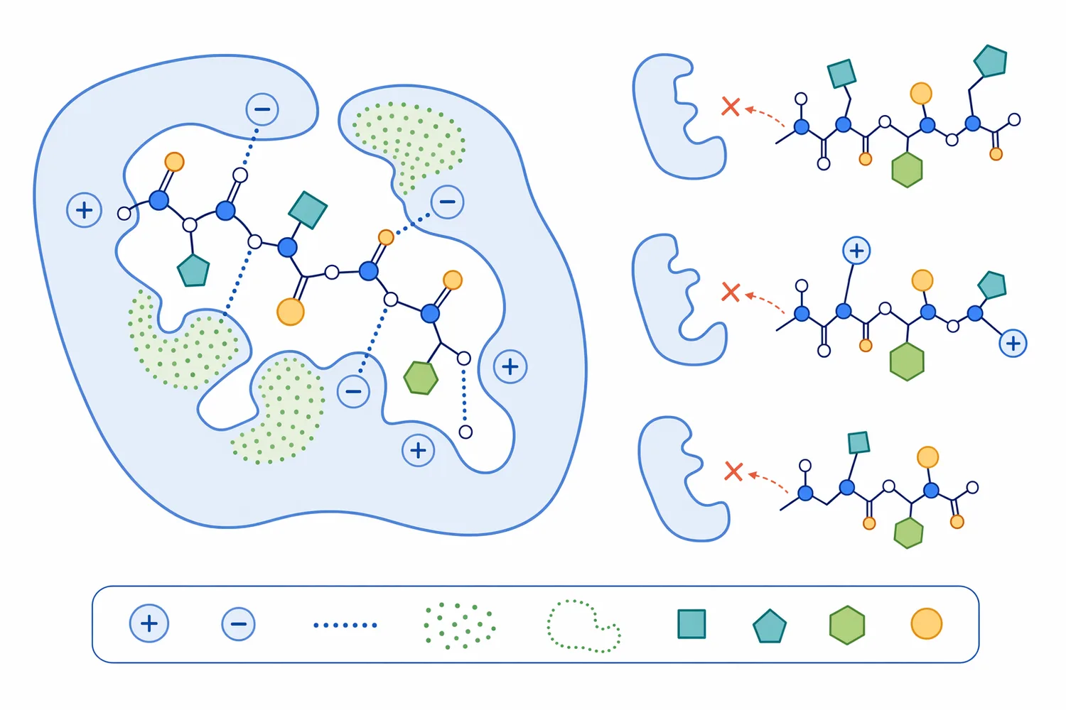 Peptide function depends on sequence, size, and molecular fit rather than total hydrolyzed protein content alone.