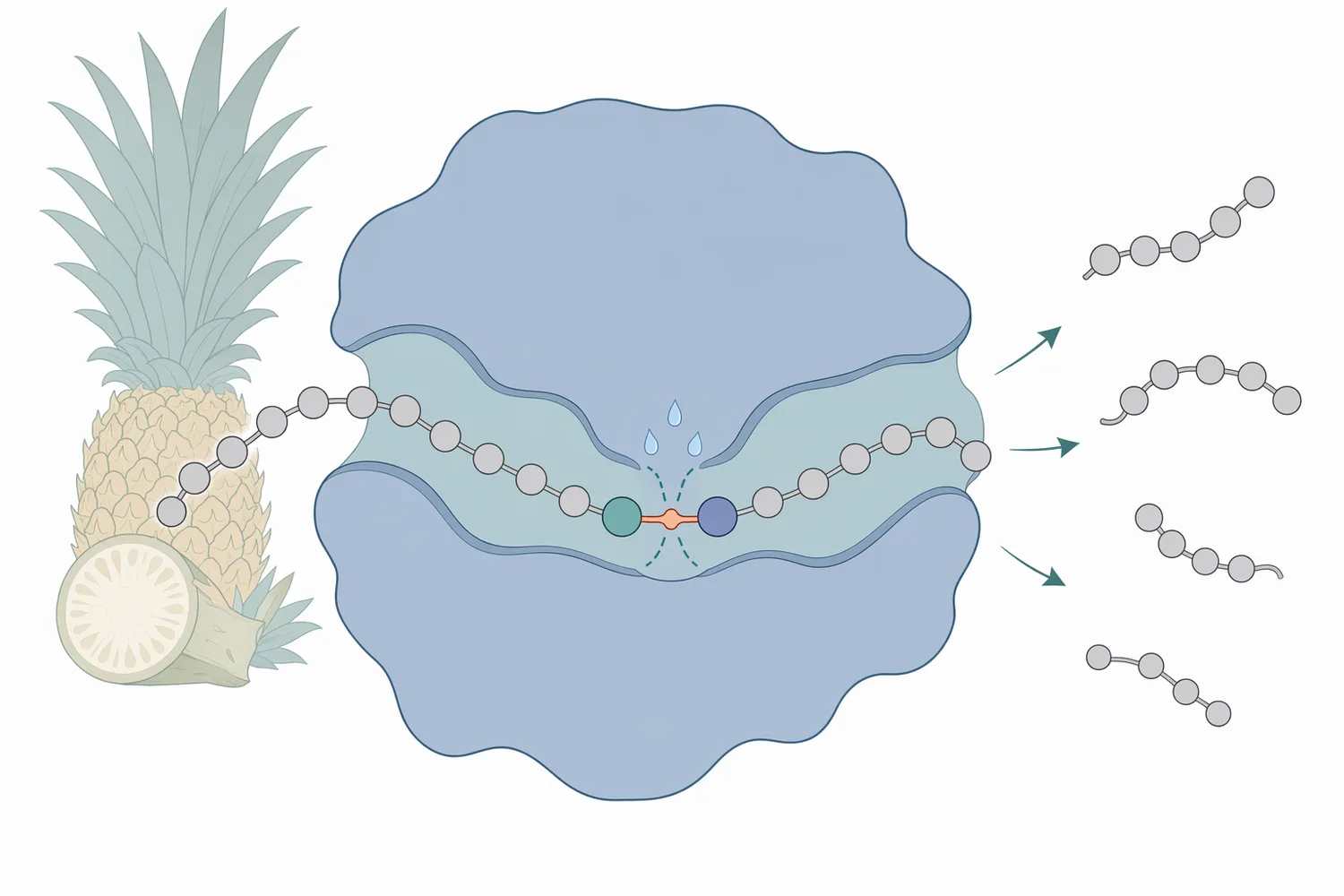 Bromelain catalyzes cleavage of accessible peptide bonds, progressively reducing average protein molecular size.