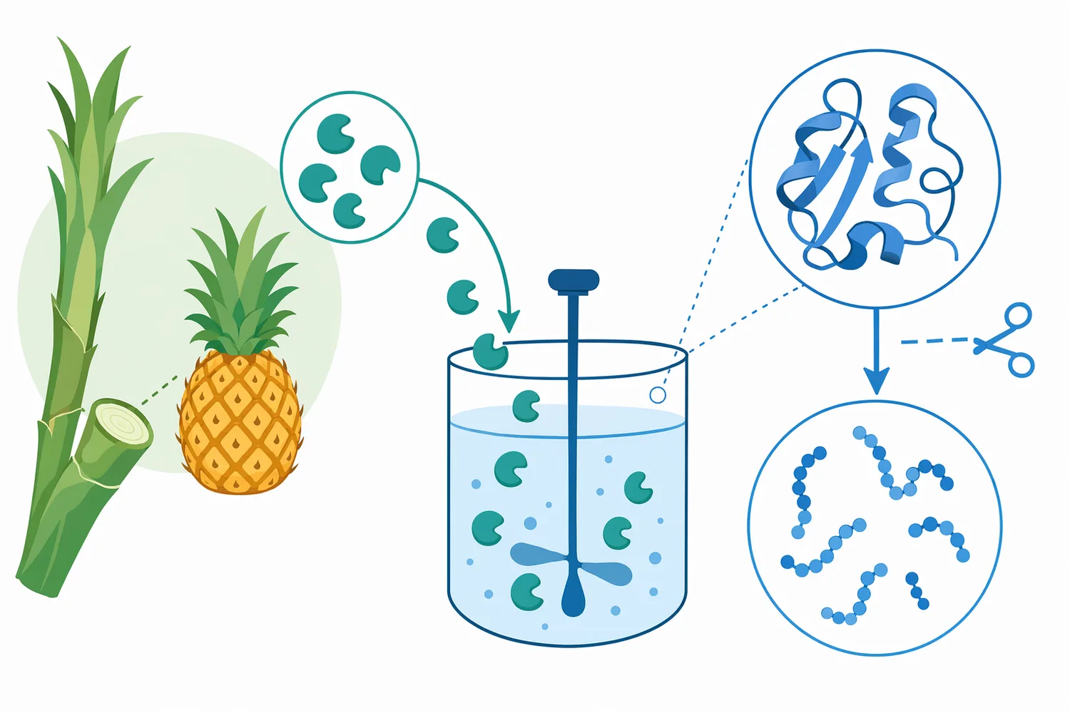 Bromelain is a pineapple-derived protease complex used to hydrolyze protein substrates into smaller peptide fragments.