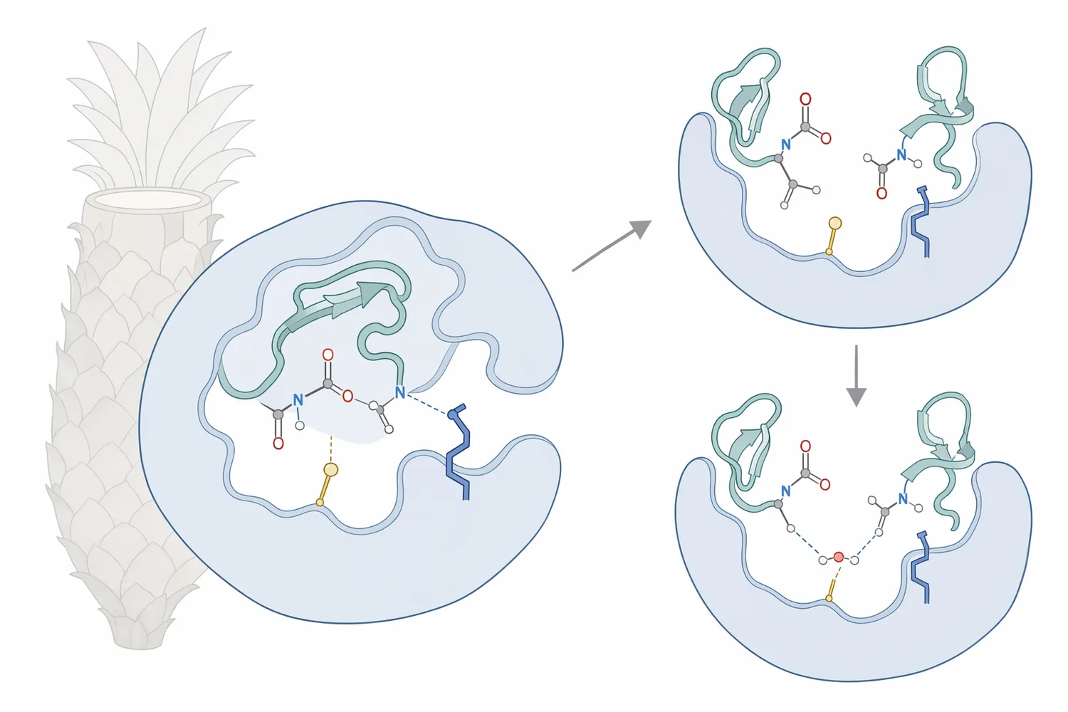 Bromelain is a pineapple-derived protease complex that hydrolyzes peptide bonds in proteins to form smaller peptide fragments.