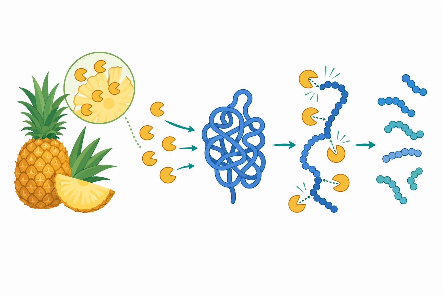Controlled partial proteolysis changes texture, solubility, surface removal and digestibility-related behavior without fully destroying the substrate.