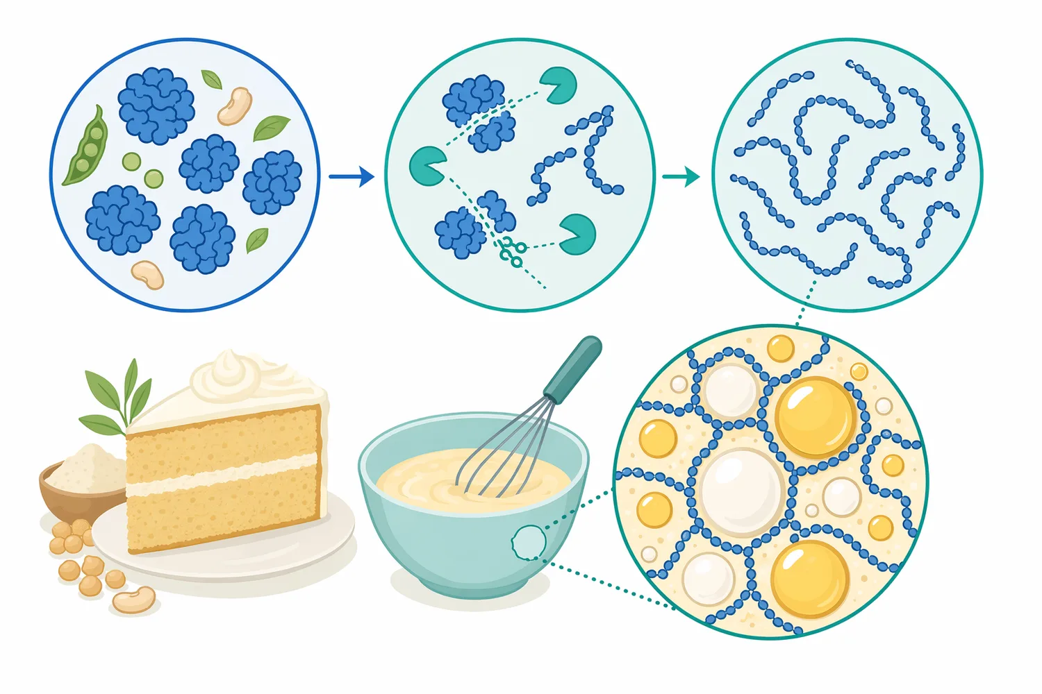 Bromelain hydrolysis can alter protein size and surface behavior, which may influence emulsification, foaming, viscosity and dispersibility in food systems.