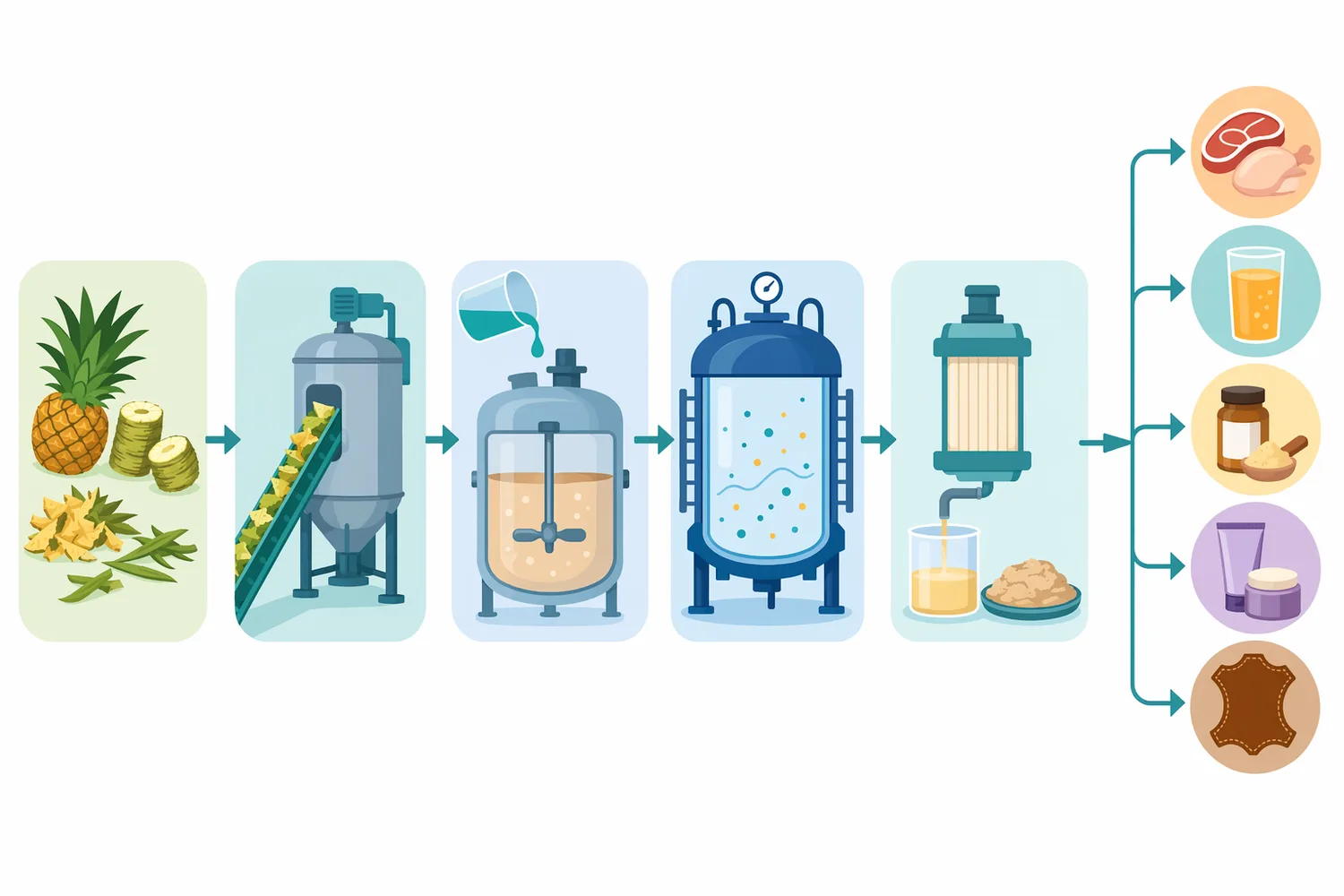 In meat processing, bromelain tenderization depends on controlled contact between enzyme and muscle proteins followed by process limits that prevent mushy over-hydrolysis.