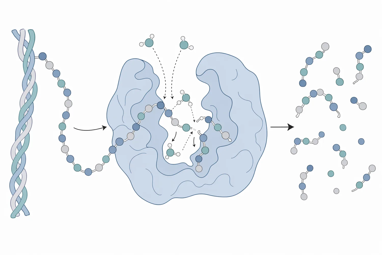 Gelatin hydrolase cleaves peptide bonds in gelatin to produce soluble collagen peptides and amino acid fragments.