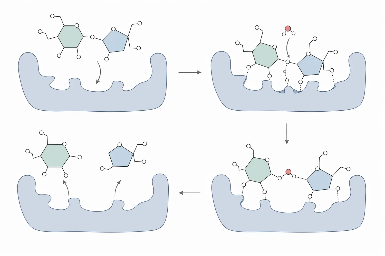 Invertase hydrolyzes sucrose in water by cleaving the glucose–fructose glycosidic bond to produce free glucose and fructose.