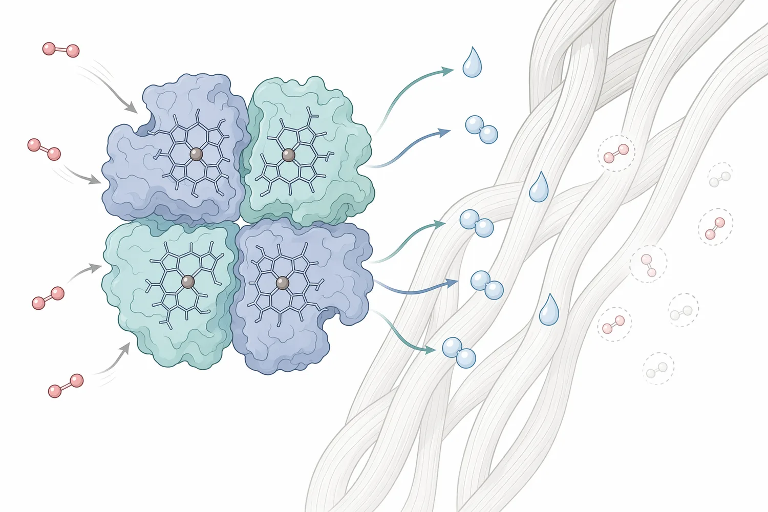 Catalase decomposes residual hydrogen peroxide on bleached textile fibers into water and oxygen.