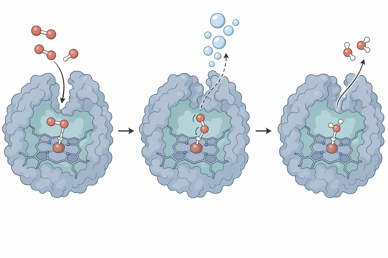 Catalase decomposes two molecules of hydrogen peroxide into two molecules of water and one molecule of oxygen through a regenerated enzyme intermediate.