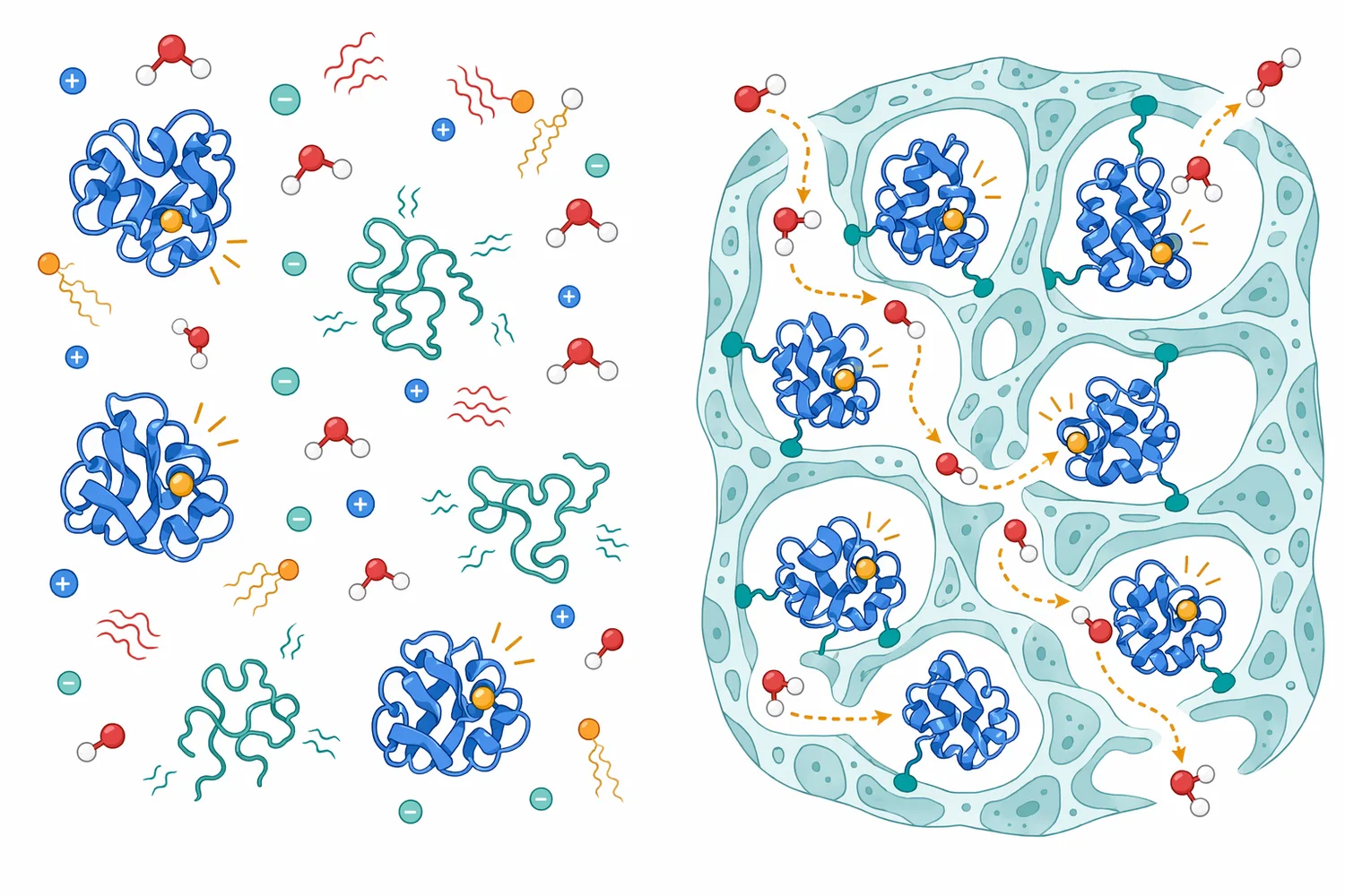 Catalase activity and durability depend on the surrounding process environment, including contact conditions and whether the enzyme is free or immobilized.
