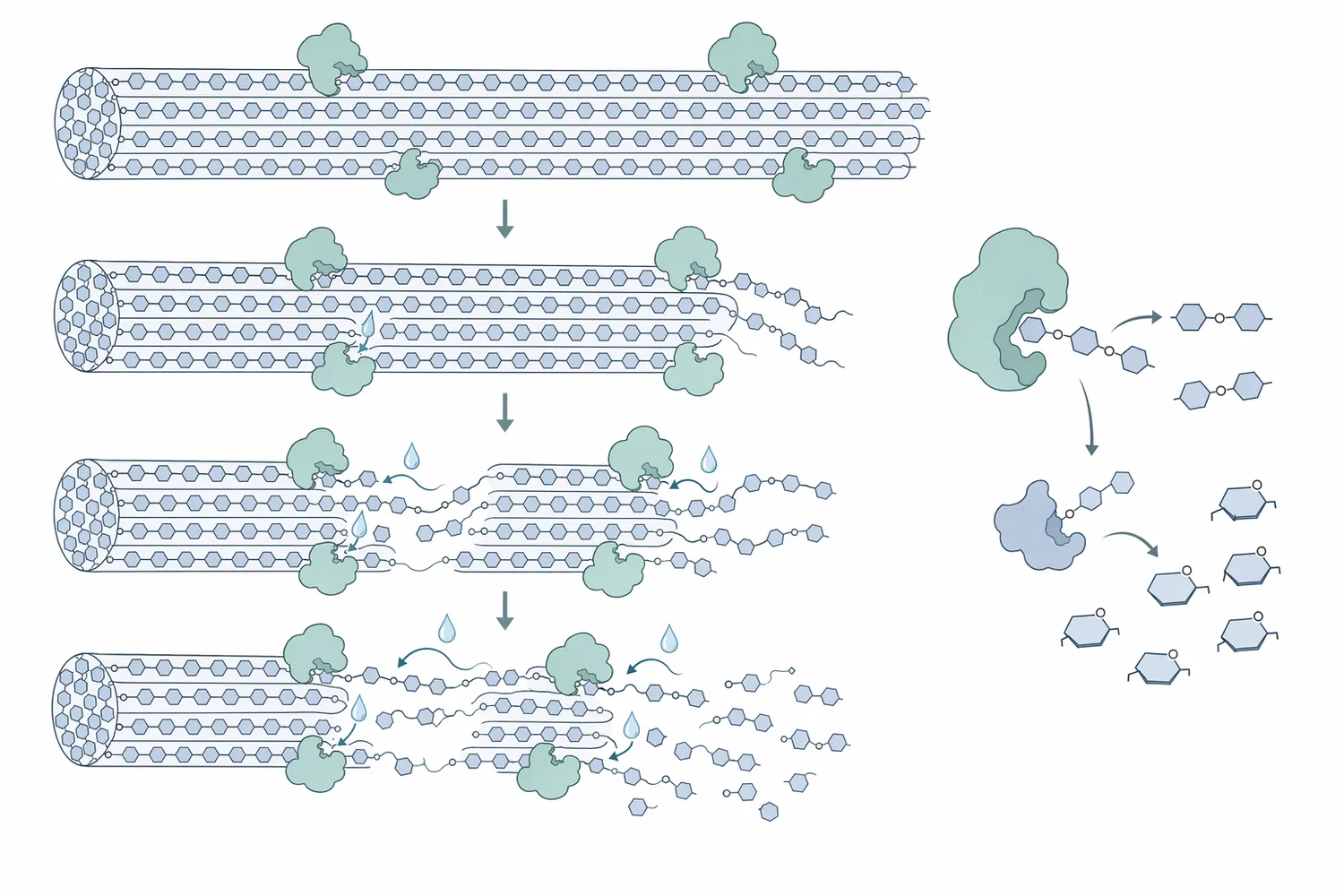 Endoglucanase, cellobiohydrolase, and β-glucosidase act sequentially to convert cellulose chains into cellobiose and glucose.