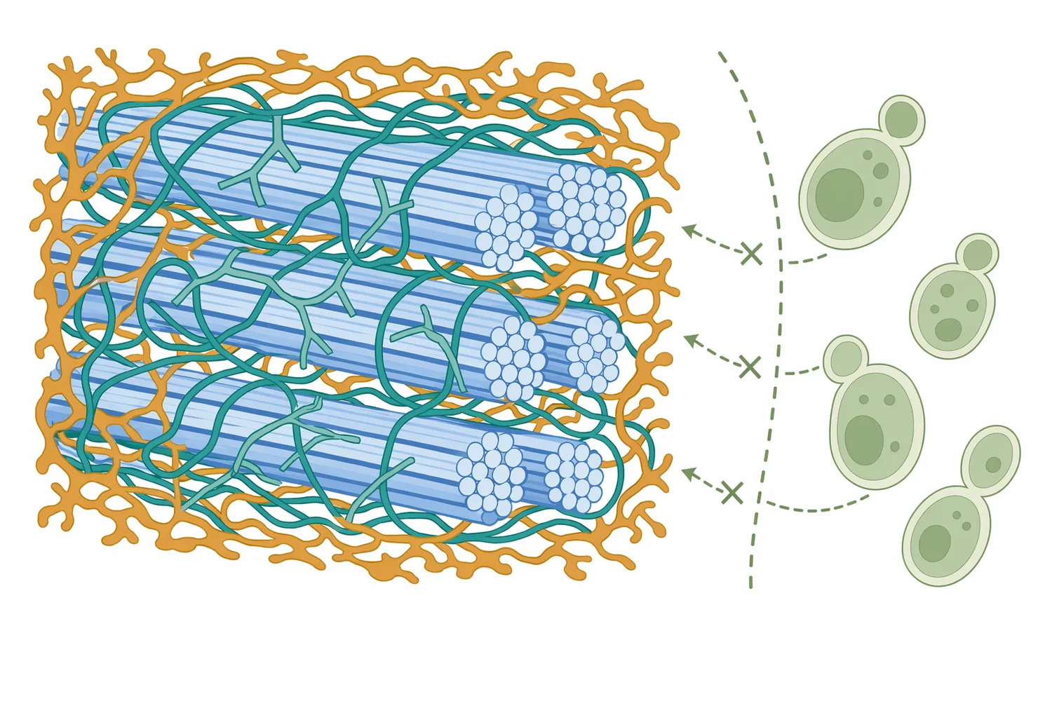 Cellulose is difficult to ferment directly because glucose units are locked inside insoluble microfibrils protected by hemicellulose and lignin.