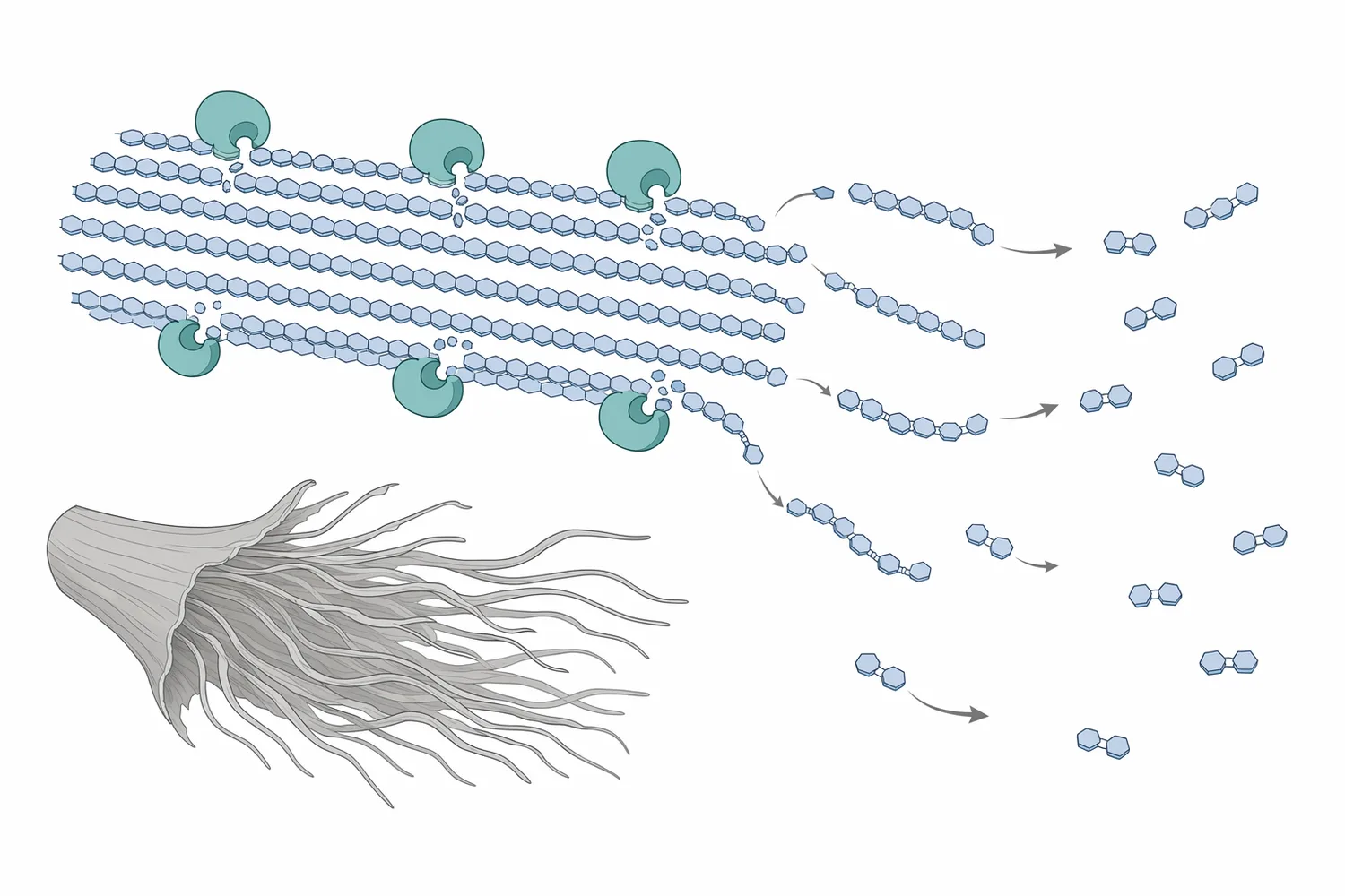 Cellulase acts first on accessible cellulose surfaces, fibrils, fines, and amorphous regions rather than uniformly digesting the whole fibre wall.