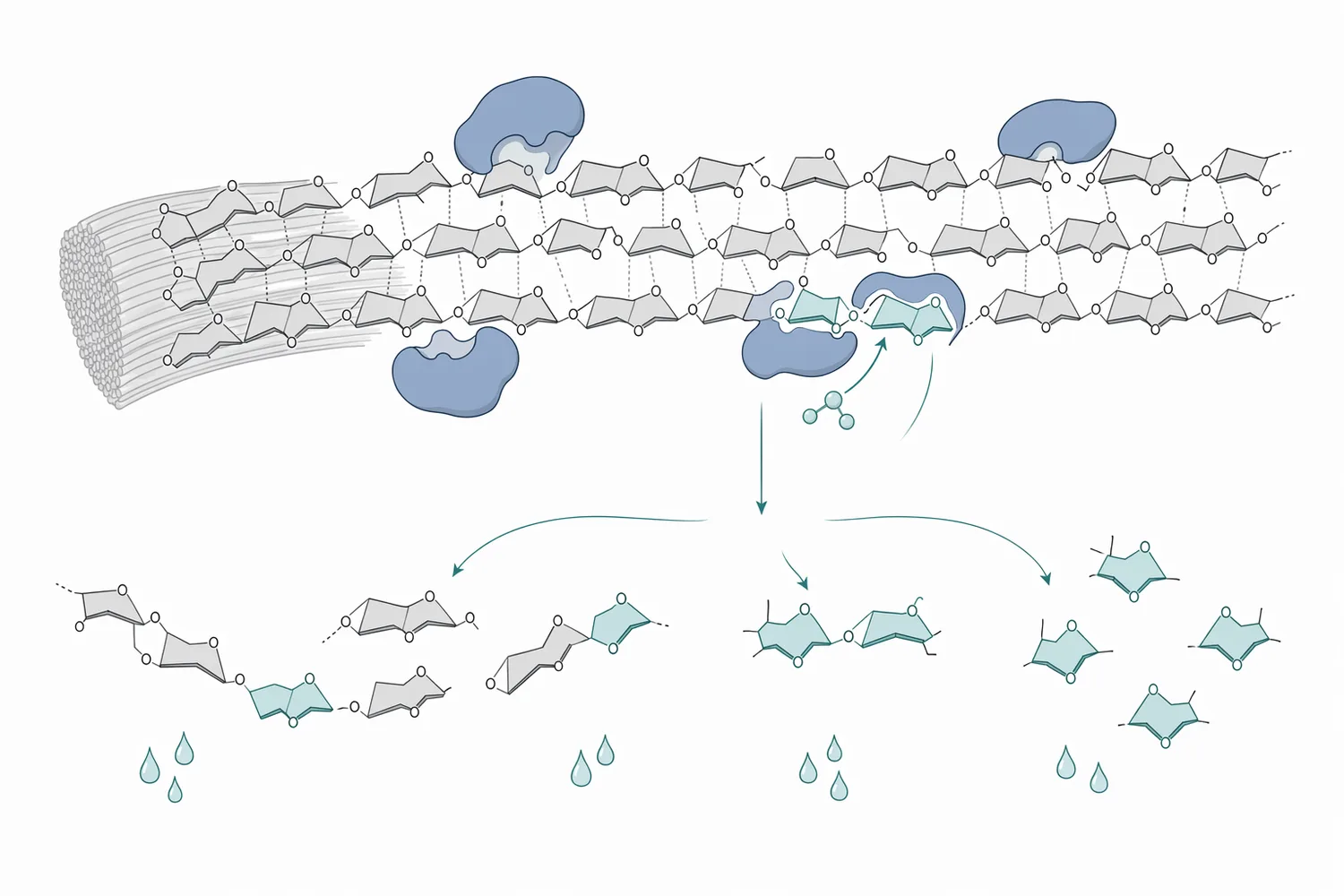Cellulase hydrolyzes β-linked cellulose chains, weakening the cell-wall matrix and exposing nutrients to digestion or fermentation.
