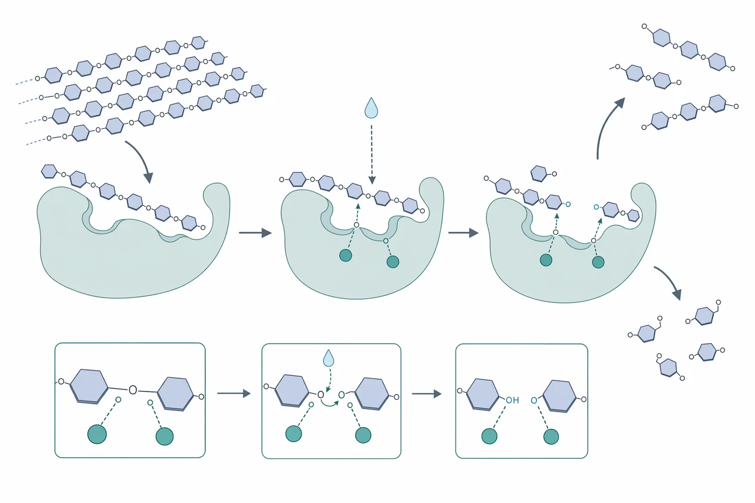 Cellulase action proceeds through surface binding, internal chain cutting, chain-end processing, and conversion of short fragments toward glucose.