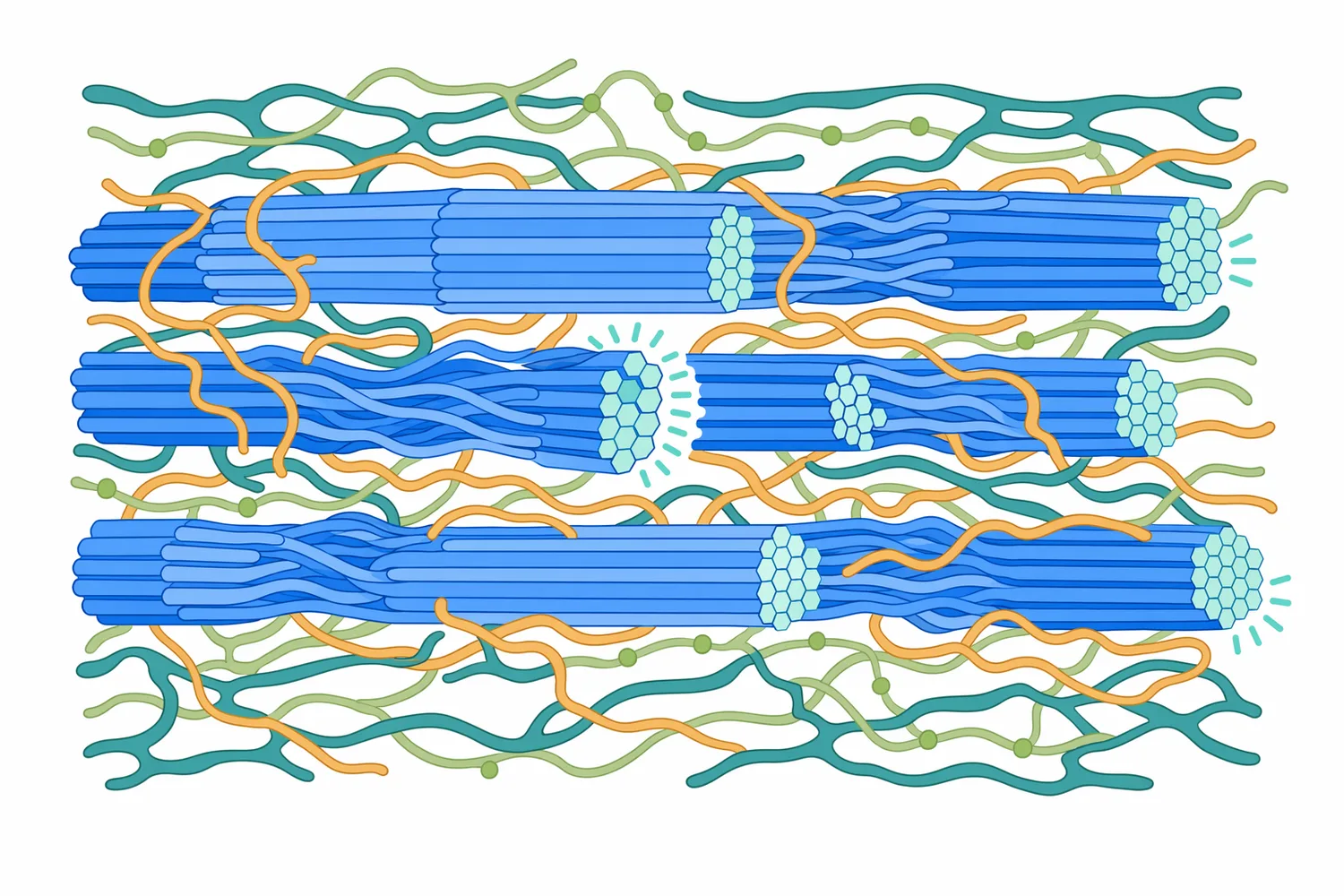 Cellulose is difficult to process because β-1,4-glucose chains pack into microfibrils and are often embedded in a mixed plant-wall matrix.