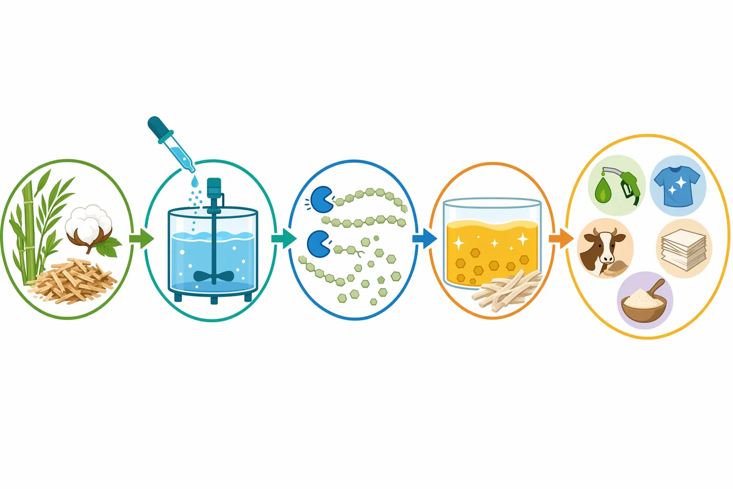 In cotton bio-polishing and fabric care, cellulase weakens surface fibrils so mechanical action can remove fuzz while the bulk fiber remains intact.