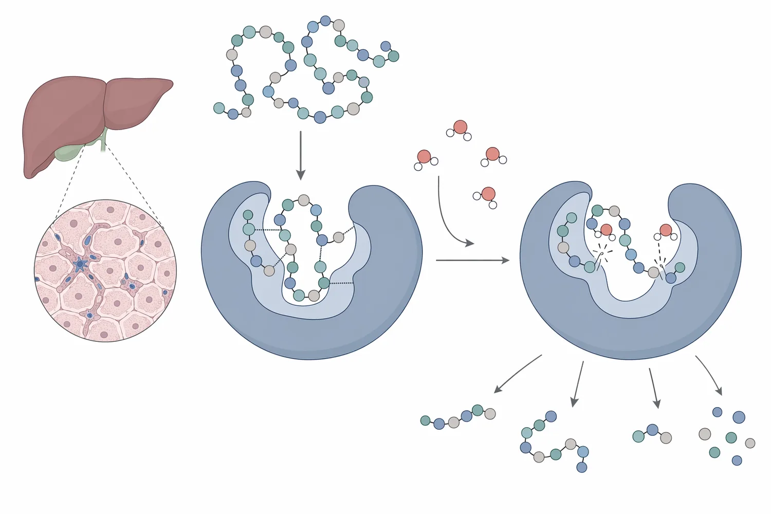 Protease hydrolysis uses water to cleave chicken liver protein chains into smaller peptides, amino acids, and soluble nitrogen fractions.