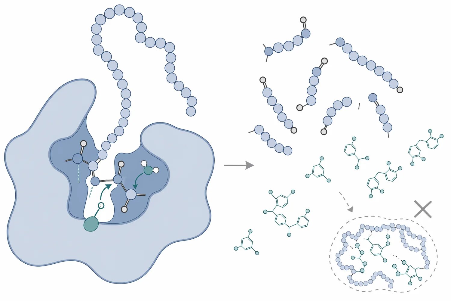 Brewing protease reduces chill haze by hydrolyzing haze-active proteins before they can bind polyphenols into insoluble complexes.