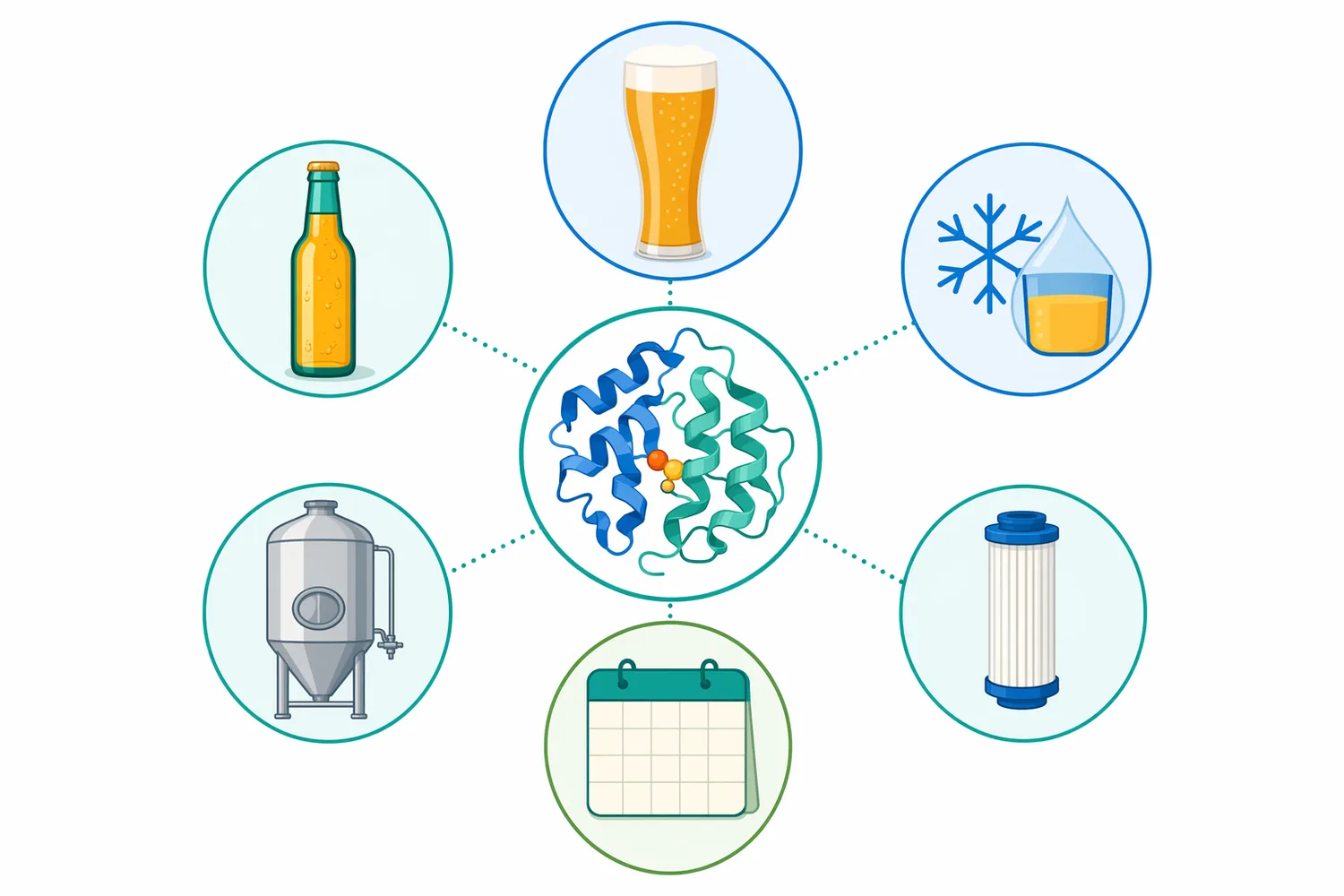 Chill-haze prevention proteases are mainly used to improve clarity, filtration performance, and shelf stability in beer production.