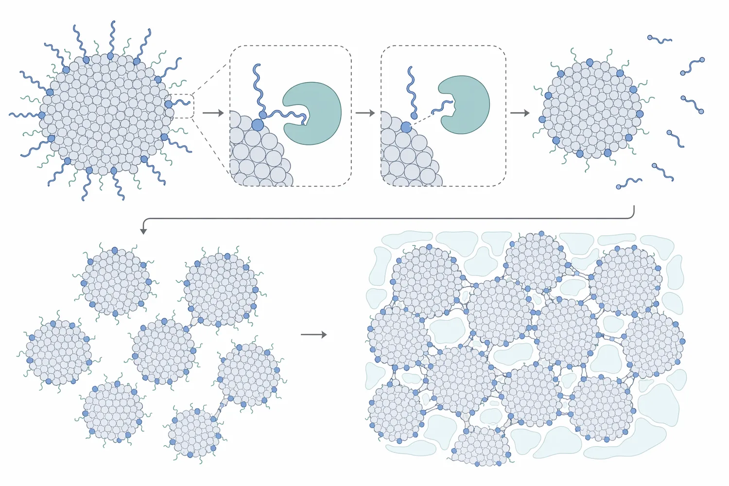 Chymosin cleaves κ-casein on the micelle surface, releases glycomacropeptide, and enables calcium-mediated micelle aggregation into curd.
