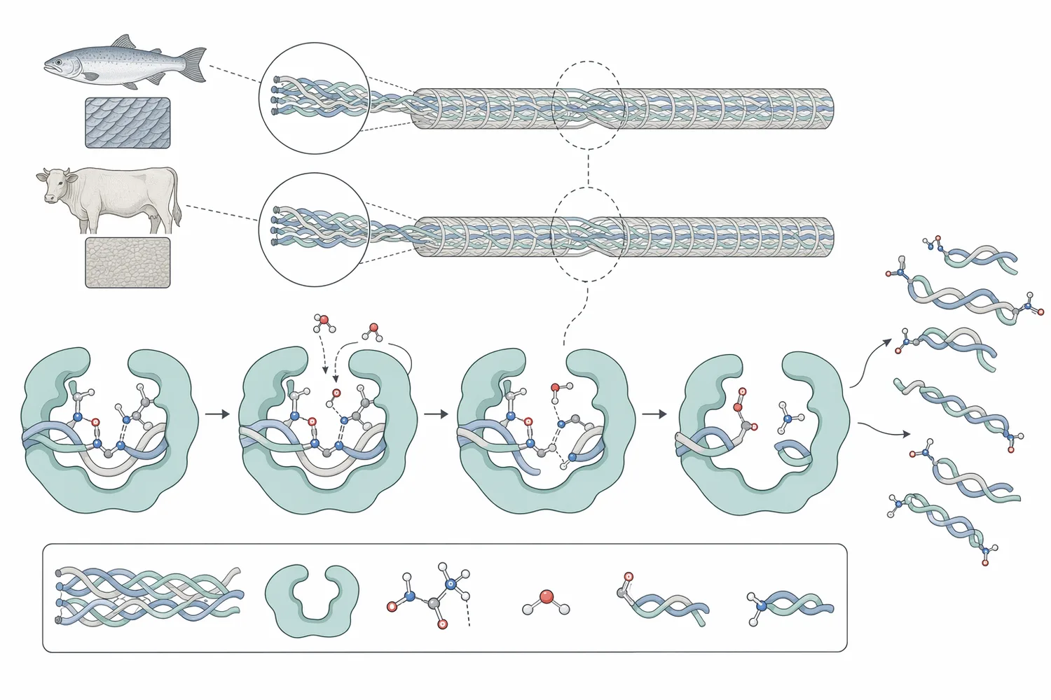 Collagen’s triple-helical fibrils resist dissolution, and protease treatment reduces long collagen chains into shorter peptide fragments.