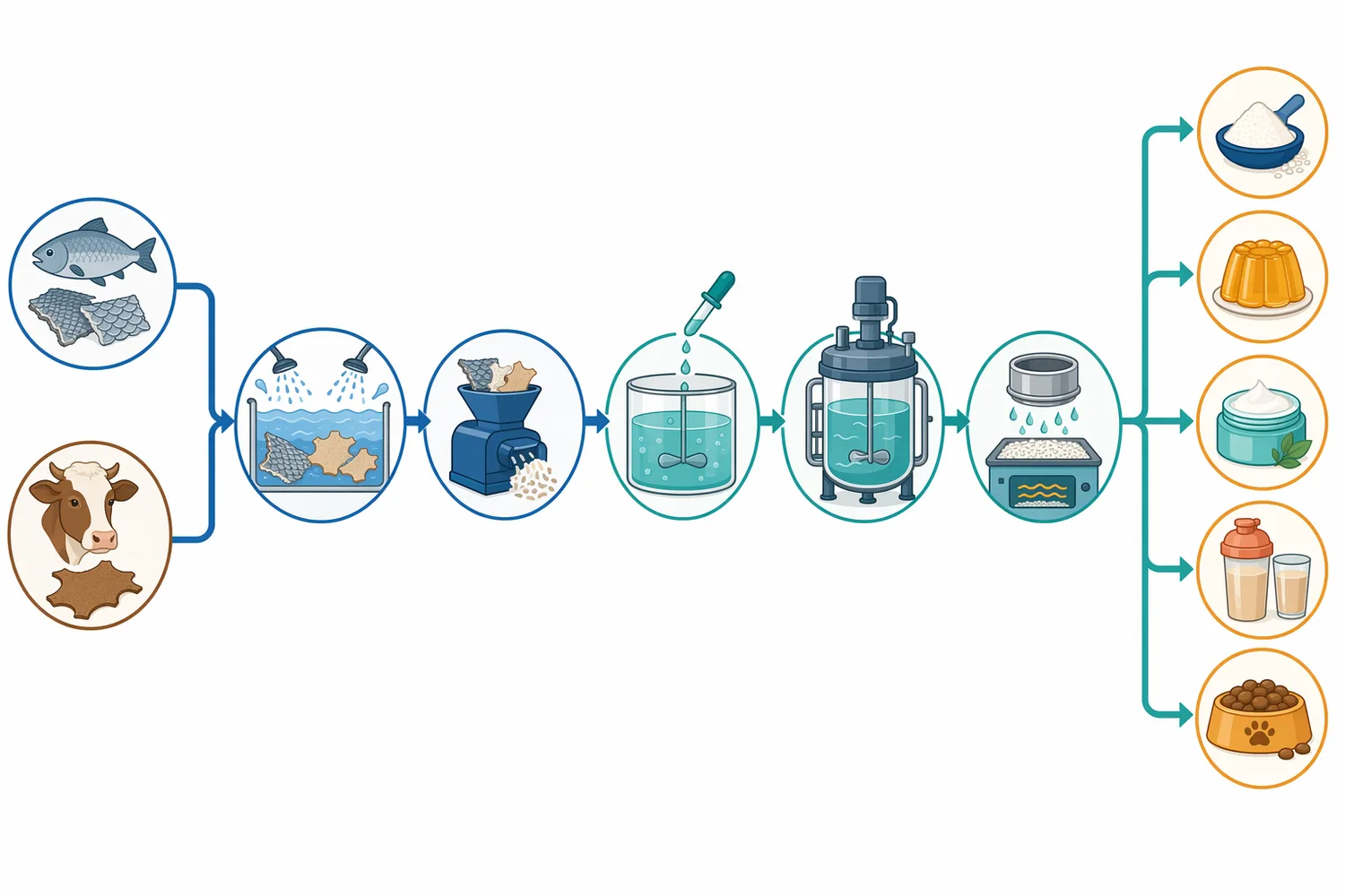Fish collagen peptide production typically moves from washing and size reduction through collagen exposure, enzymatic hydrolysis, separation, and drying or formulation.