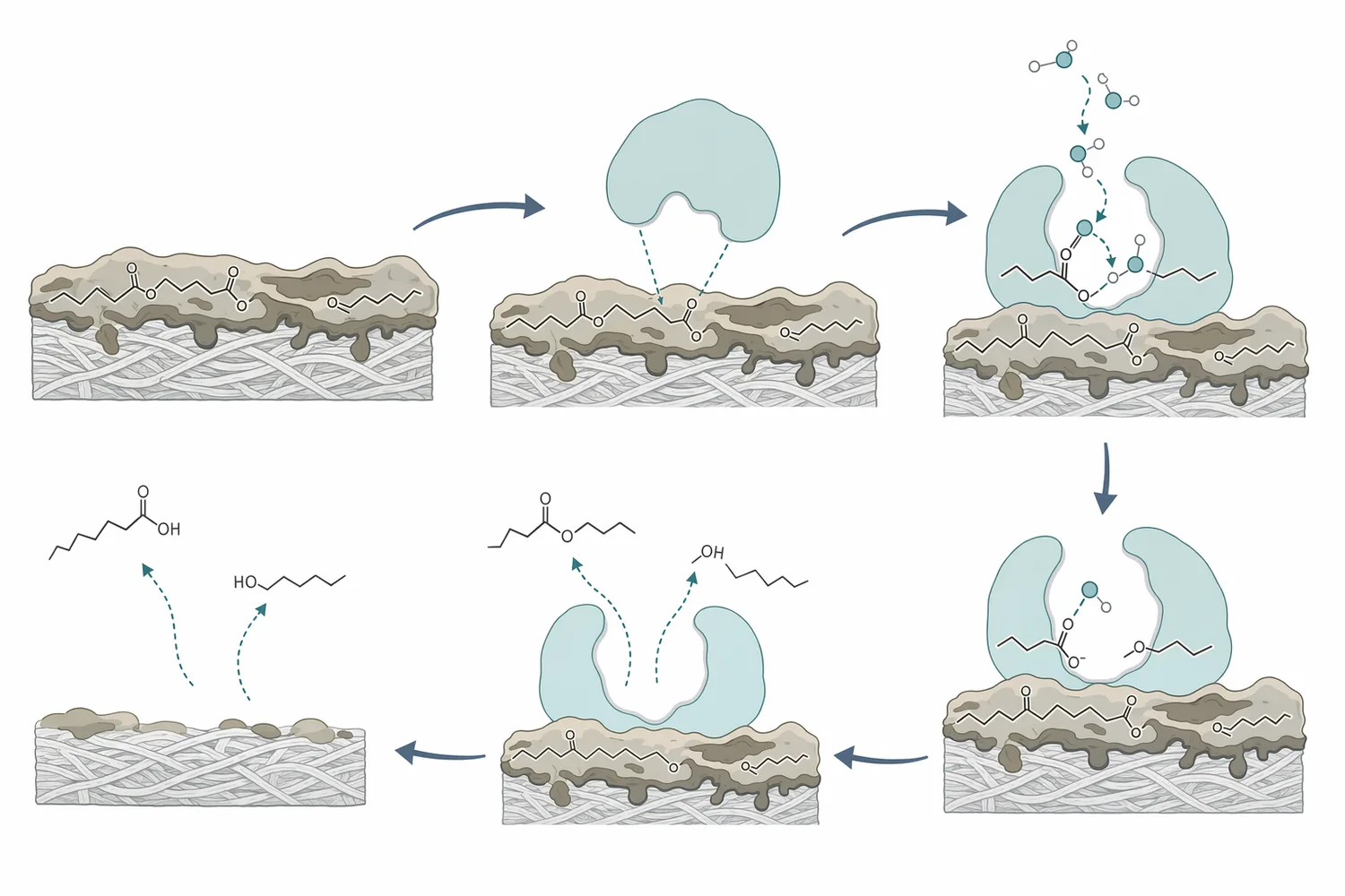 Cutinase hydrolyzes accessible ester bonds with water, converting hydrophobic ester-rich residues into more polar acid- and alcohol-bearing fragments.
