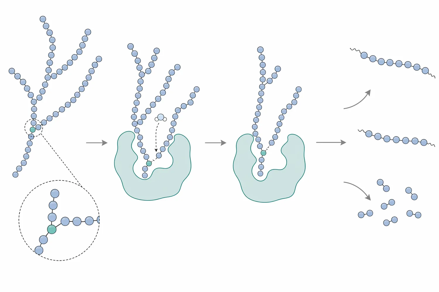 Pullulanase-type debranching enzyme hydrolyzes α-1,6 branch-point linkages in amylopectin-derived dextrins so other amylases can further process the resulting chains.