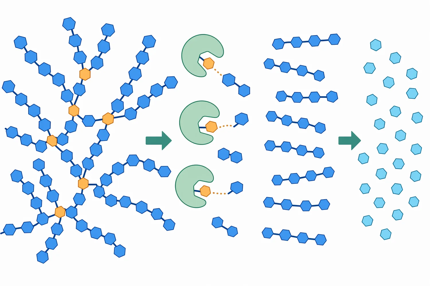 Debranching converts branched dextrin structures into less-branched chains that are more accessible to saccharifying enzymes.