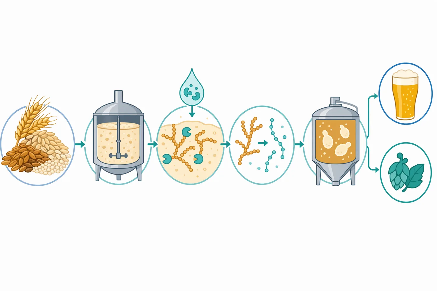 Debranching enzyme can be applied during mashing, wort treatment, or selected fermentation designs depending on when branched dextrins are accessible and what attenuation profile is intended.