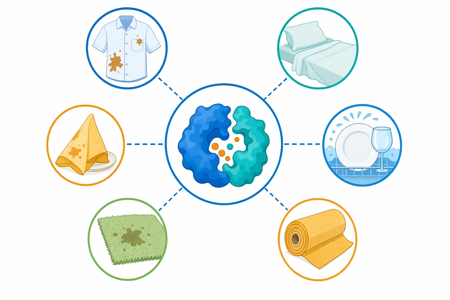 Detergent enzymes are used across laundry, dishwashing, stain-removal, and general cleaning formats where organic residues are predictable.