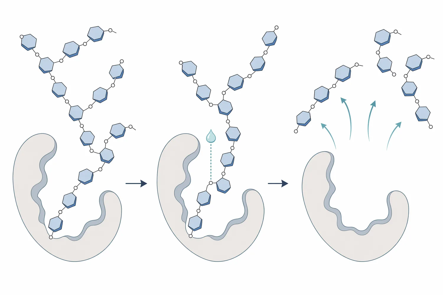 Dextranase hydrolyzes dextran by cutting α-1,6-linked glucose polymer chains into shorter fragments that have less viscosity-building behavior.