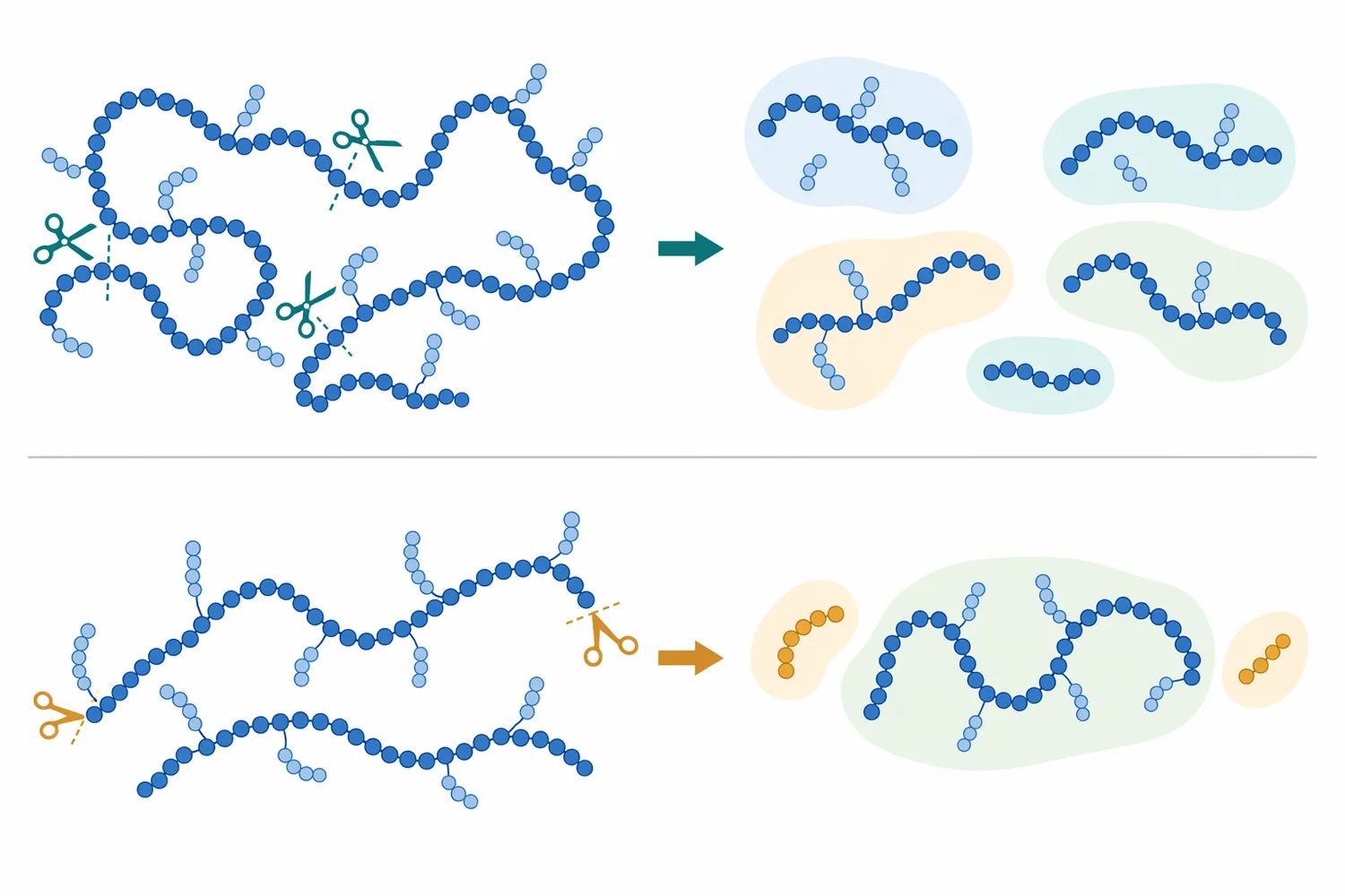 Endo-type dextranase action can rapidly reduce the population of large dextran molecules by cleaving internal bonds along the polymer chain.