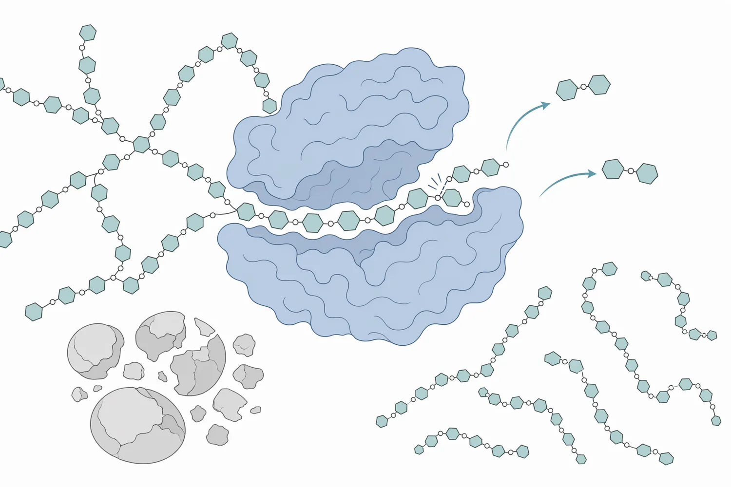 Maltogenic amylase slows bread staling by modifying gelatinized starch, especially amylopectin, so the crumb matrix recrystallizes more slowly during storage.