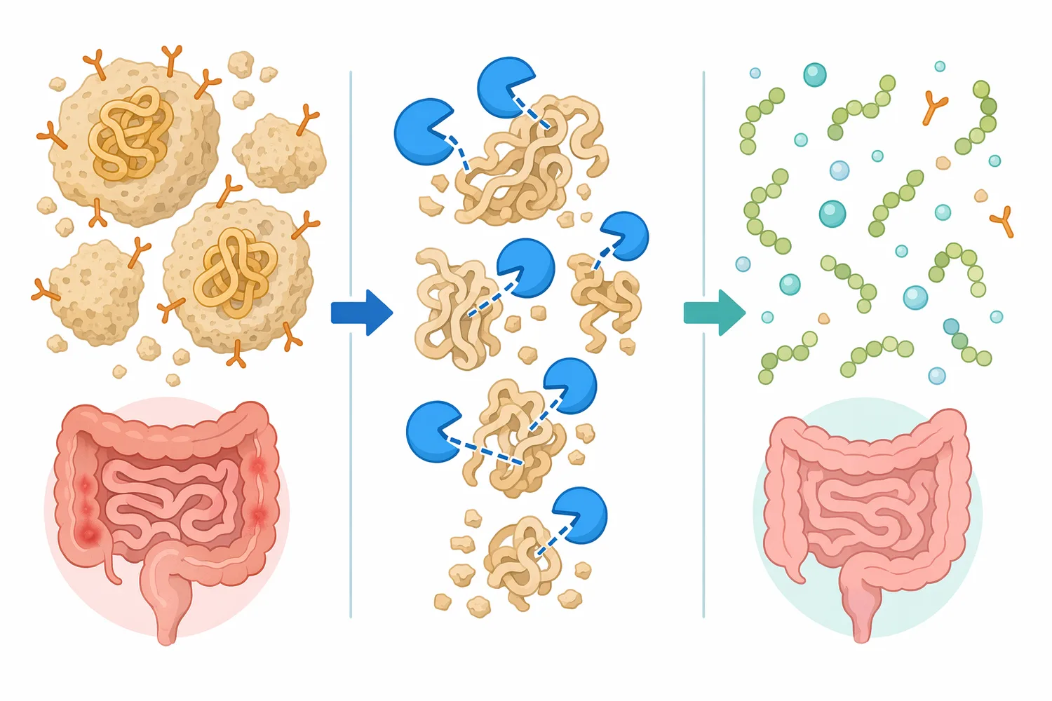Protease-assisted fermentation can disrupt intact glycinin and β-conglycinin structures while increasing smaller peptide fractions.