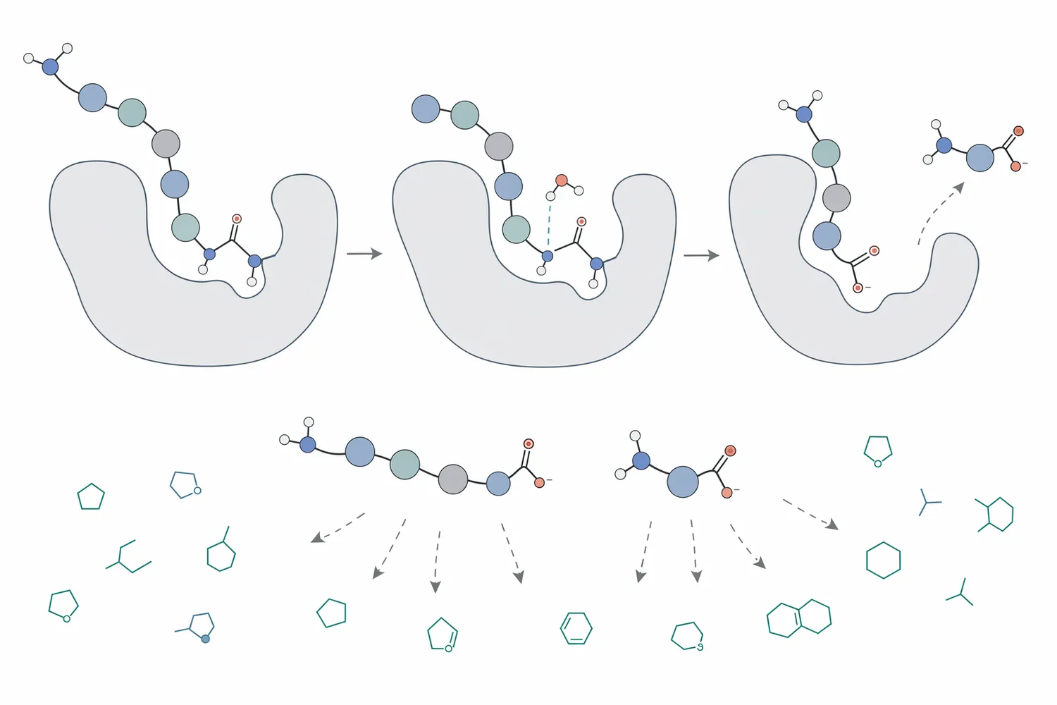 The core reaction is sequential cleavage of terminal amino acids from peptide N-termini, producing free amino acids and shorter peptide fragments.